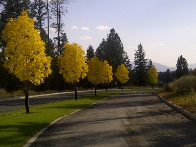 Landscape Work - Tree Irrigation